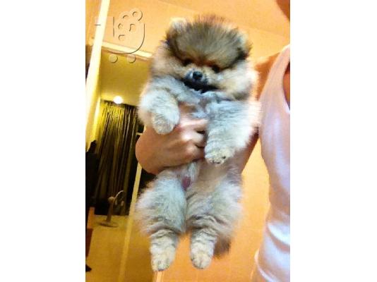 pomeranian boo