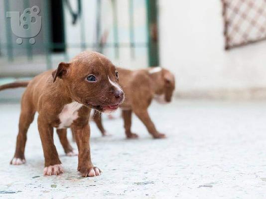 PoulaTo: American pitbull terrier red nose καθαρόαιμα κουτάβια