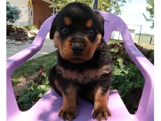 PoulaTo: Έχουμε το πιο εκπληκτικό Rottweiler