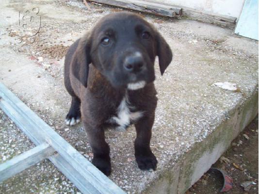 Κουταβακια χαριζονται