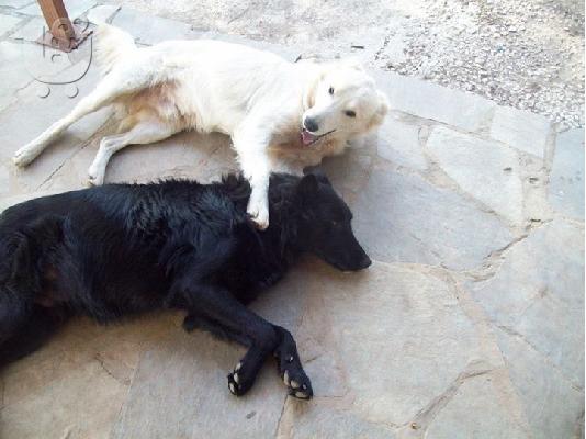 Ημιαιμοι λυκοι/κολευ χαριζονται για συντροφια κ φυλαξη...