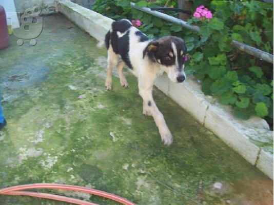 Μικροσωμο σκυλακι χαριζεται