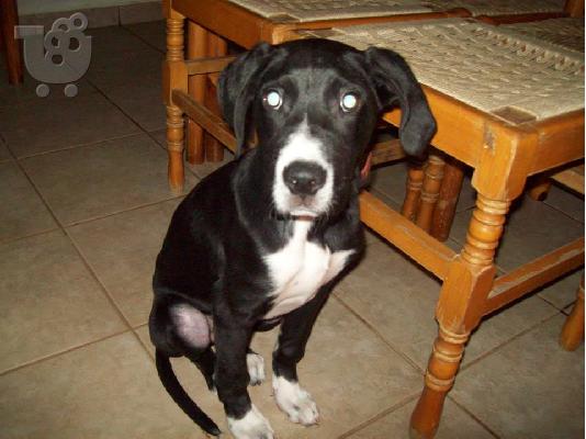 PoulaTo: Νεαρο σκυλακι  χαριζεται