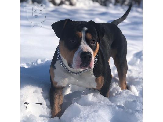 ΚΡΑΤΗΣΕΙΣ κουτάβια Pitbull