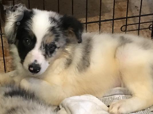 Κουτάβια Border Collie