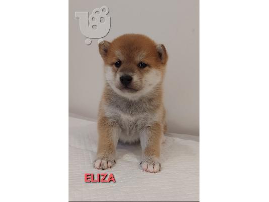 Shiba Inu κουτάβια
