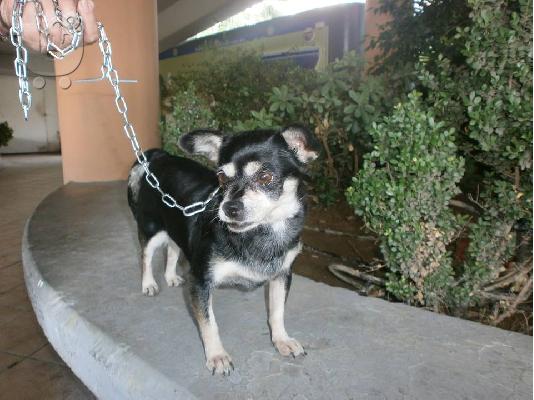 Βρεθηκε ηλικιωμενη μικροσωμη σκυλιτσα στο Κερατσινι...