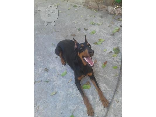 doberman-ντοπερμαν