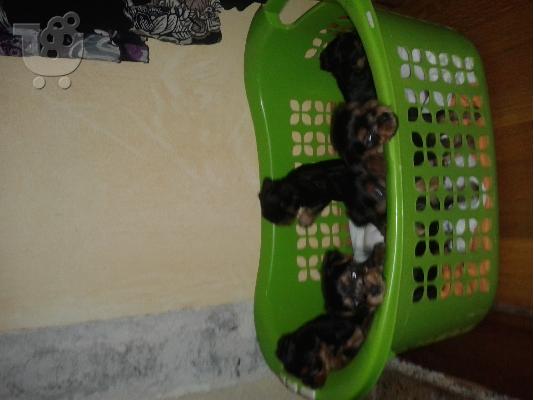 PoulaTo: Πωλουνται.