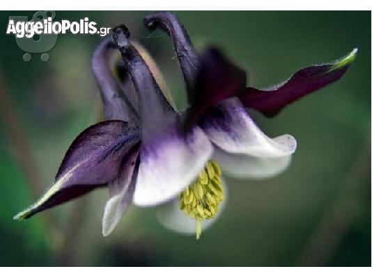 100 Σποροι - Aquilegia vulgaris Christy Barlow
