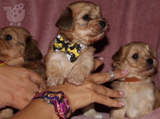 Havanese Bichon κουτάβια