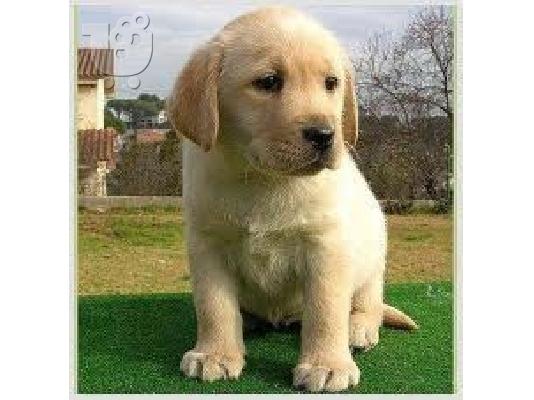 PoulaTo: Λαμπραντορ α ποιοτητας καθαροαιμο κουταβακι