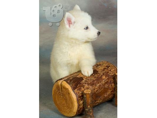 HUSKY SIBERIAN-ΧΑΣΚΥ