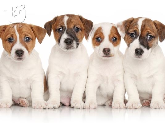 PoulaTo: Jack russell