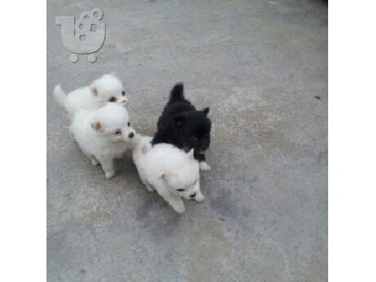 PoulaTo: MINI SHPITZ