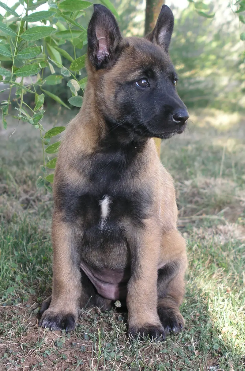 PoulaTo: Malinois – Μαλινουά