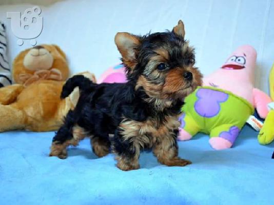 Καθαρόαιμα κουταβάκια Yorkshire