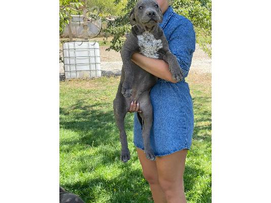 American bully blue xl