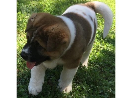 PoulaTo: Απολύτως πανέμορφα κουτάβια Akita