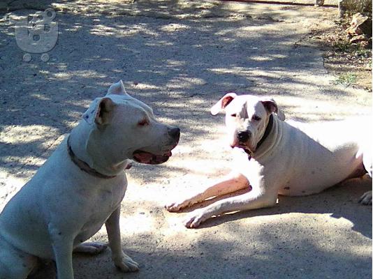 παυλος ....Dogo Argentino κουταβια