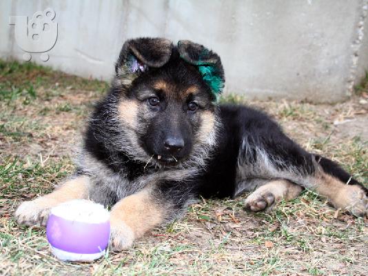PoulaTo: Vet, AKC Εγγεγραμμένο Γερμανικό κουτάβι Shephard.