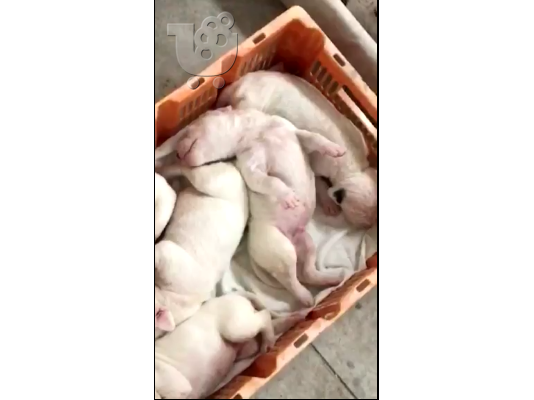 PoulaTo: dogo argentino koutavia