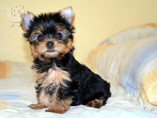 Πανέμορφα, Υγιέστατα κουταβάκια Yorkshire