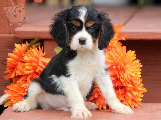 PoulaTo: Καλαίσθητο κουτάβι Cavalier King Charles,
