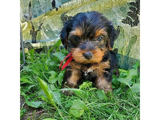 Μικρο Yorkie