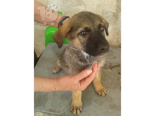 Κουταβακι 2 μηνων χαριζεται