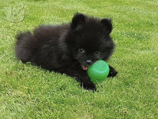 PoulaTo: Pomeranian Κουτάβια