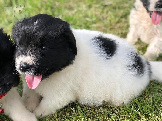 Αξιολάτρευτα κουτάβια Newfoundland