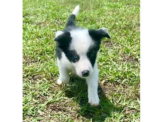 PoulaTo: κουτάβια Border Collie