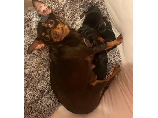 Όμορφα κουτάβια chihuahua
