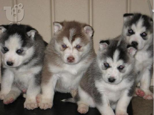 PoulaTo: Husky καθαροαιμα κουταβια ΘΕΣΣΑΛΟΝΙΚΗ 2311288660