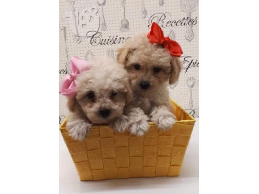 PoulaTo: κουτάβια cavapoo