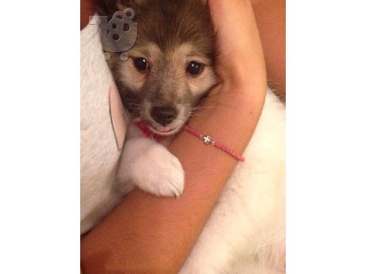 PoulaTo: Σκυλί 3ων Μηνών Καθαρόαιμο Pomeranian