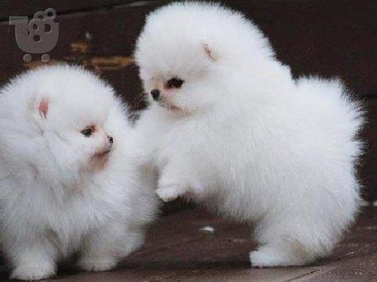 PoulaTo: Ζάχαρη κουτάβια Pomeranian