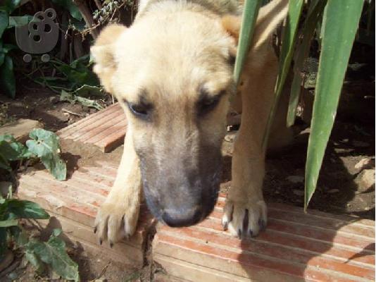 Ξανθο νεαρο σκυλακι χαριζεται