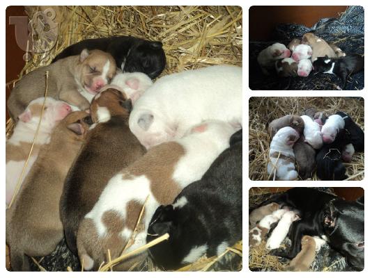 PoulaTo: pit bull
