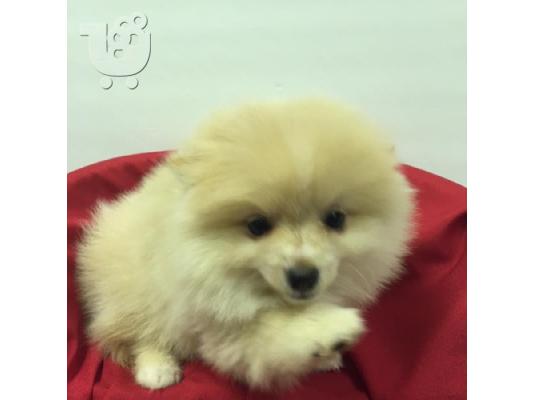 PoulaTo: Τα κουτάβια Pomeranian Purebian διαθέσιμα