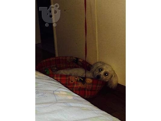 PoulaTo: polite maltese