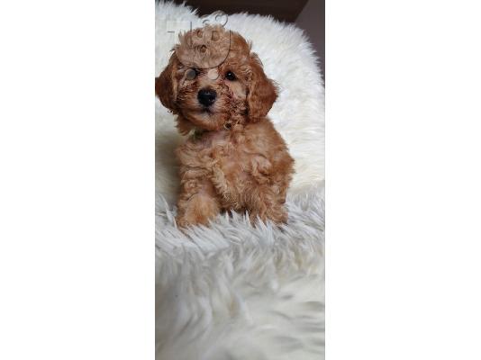 Παιχνίδι Poodle