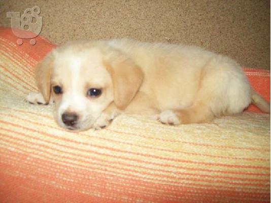 Κουταβακια χαριζονται