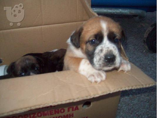 PoulaTo: Κουταβακια 40 ημερων χαριζονται