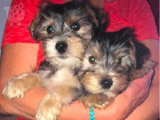 PoulaTo: κουτάβια Teacup Yorkie