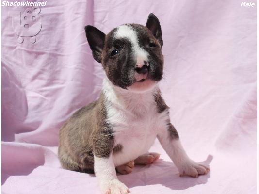 PoulaTo: Κουτάβια Mini Bull Terrier