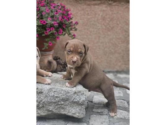 PoulaTo: Κουτάβια American Bully XL προς πώληση