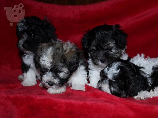 Bichon Havanese