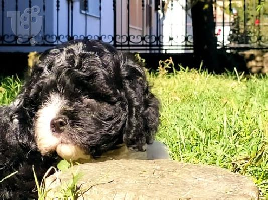 PoulaTo: Τρίχρωμο κουτάβι CAVAPOO